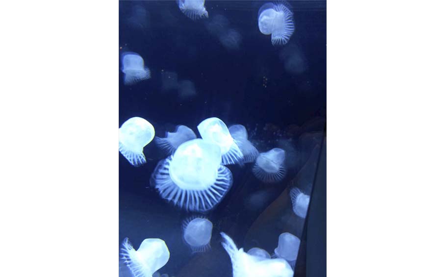 Jelly Fish @Hung Hom 2012